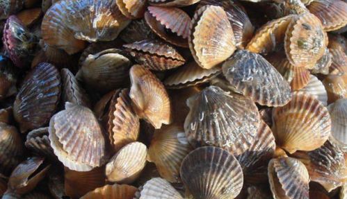 上海有幾個大的海鮮批發市場