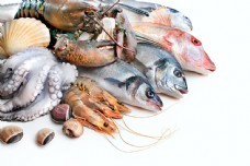 海鮮圖庫新寵 聚焦尤魚素材，一站式滿足你的設計與靈感需求